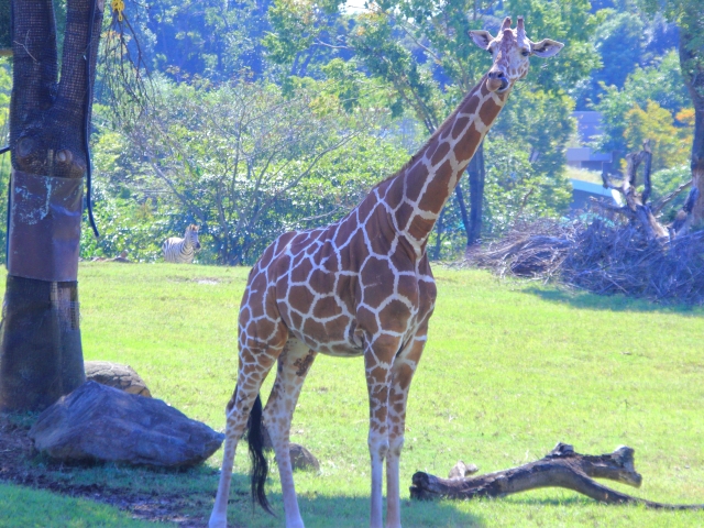 キリン-動物の豆知識